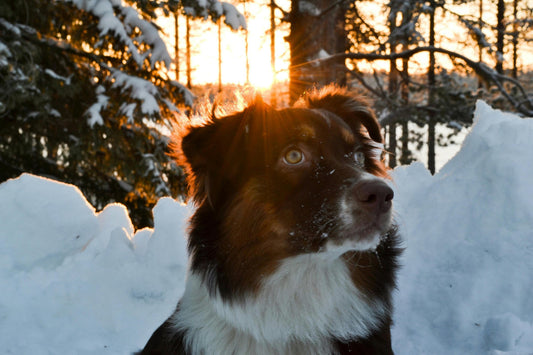 🐾 Honoring an Australian Shepherd’s Memory: Gifts That Bring Comfort and Light