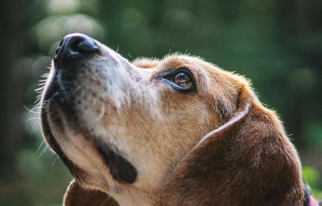 Beagle Rainbow Bridge Gifts for Dog Lovers Coping With Loss