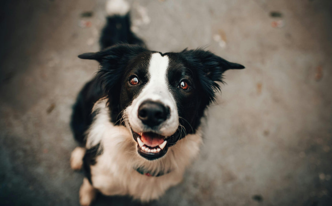 Border Collie Rainbow Bridge Gifts for Pet Lovers Coping With Loss