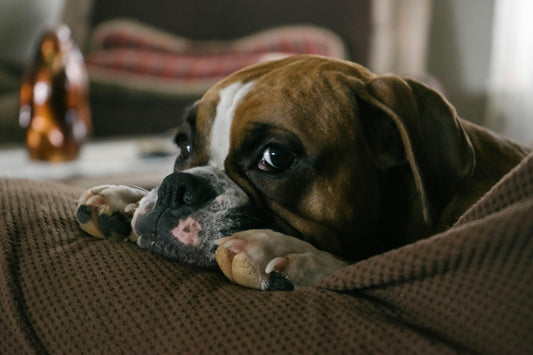 Meaningful Boxer Memorial Gifts to Comfort Someone Grieving Their Dog