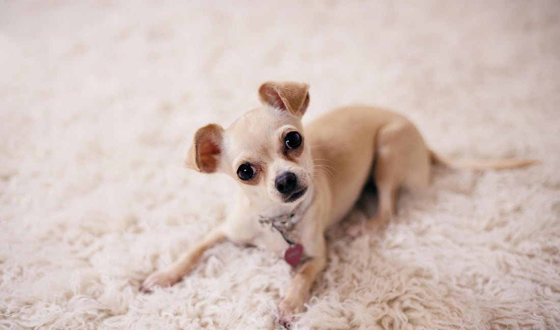 Meaningful Chihuahua Memorial Gifts to Comfort Someone Grieving Their Dog
