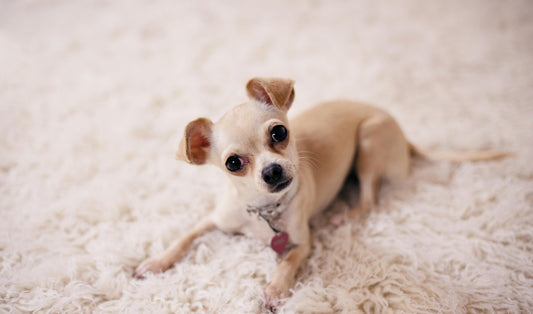 Meaningful Chihuahua Memorial Gifts to Comfort Someone Grieving Their Dog