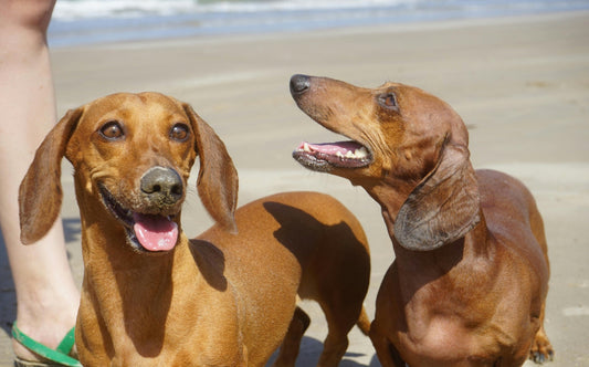 💛 Dachshund Memorial Gifts: Thoughtful Ways to Support a Friend After Losing Their Doxie