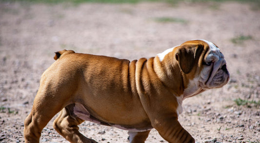 English Bulldog Rainbow Bridge Gifts That Bring Peace and Healing
