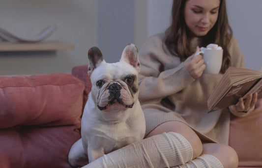 Meaningful French Bulldog Memorial Gifts to Comfort Someone Who’s Grieving