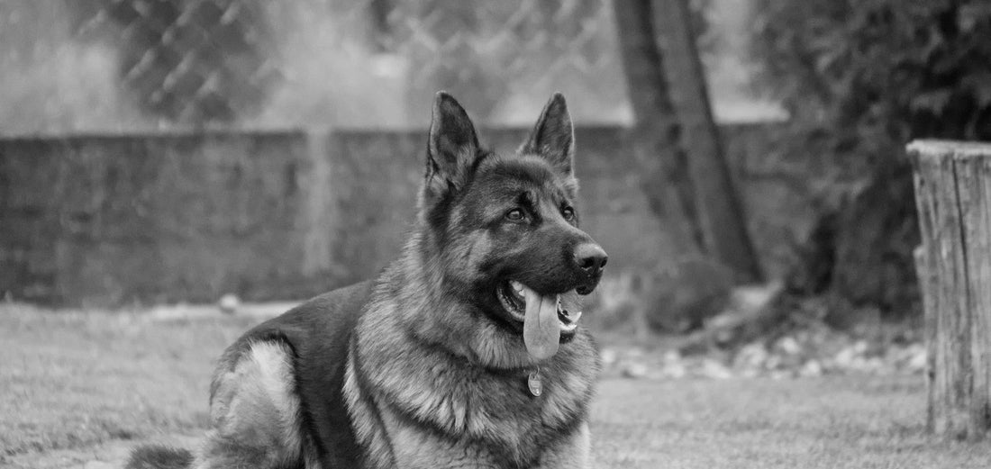 German Shepherd Rainbow Bridge Gift Guide for Pet Loss and Sympathy