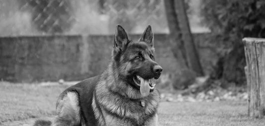 German Shepherd Rainbow Bridge Gift Guide for Pet Loss and Sympathy