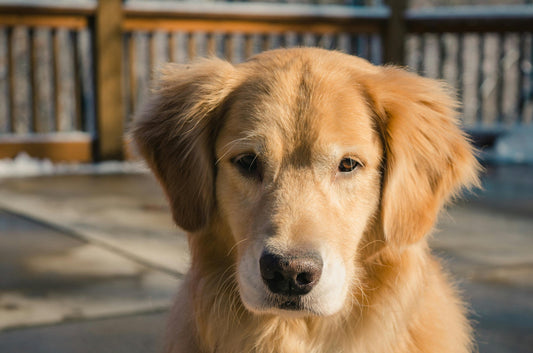 🌟 Golden Retriever Memorial Gifts: Thoughtful Ways to Support Someone After Losing Their Dog