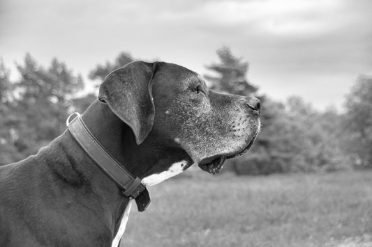 Honoring a Gentle Giant: Meaningful Sympathy Gifts for Someone Who Lost Their Great Dane