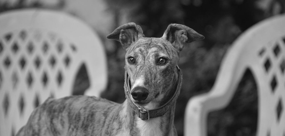 Greyhound Rainbow Bridge Gift Guide for Pet Loss and Sympathy