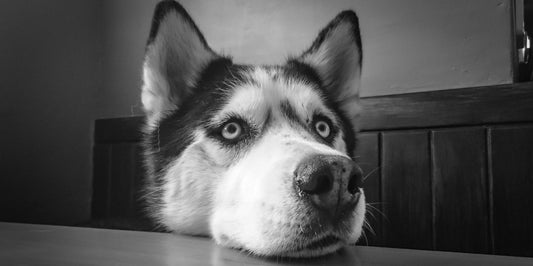 Heartfelt Husky Memorial Gifts to Comfort Someone Grieving Their Dog