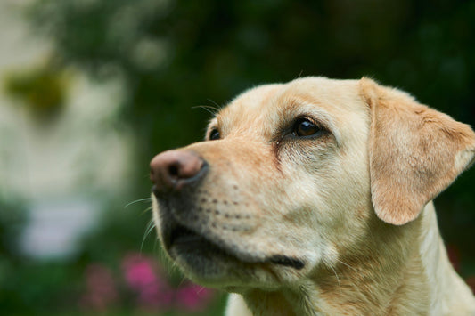 🌈 Thoughtful Labrador Retriever Memorial Gifts: Meaningful Ways to Support Someone Grieving Their Dog