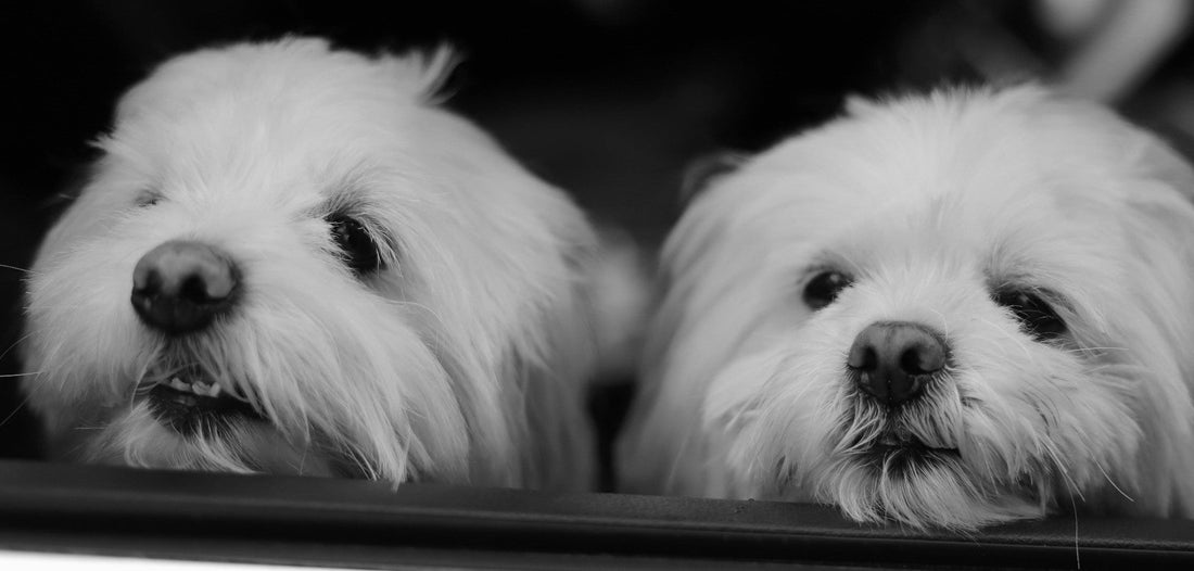 Maltese Rainbow Bridge Gift Guide for Sympathy and Remembrance