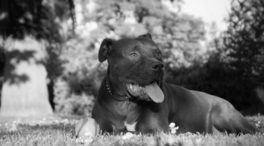 Pit Bull Rainbow Bridge Gift Guide for Sympathy and Remembrance