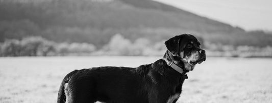 Rottweiler Rainbow Bridge Gift Guide for Sympathy and Remembrance